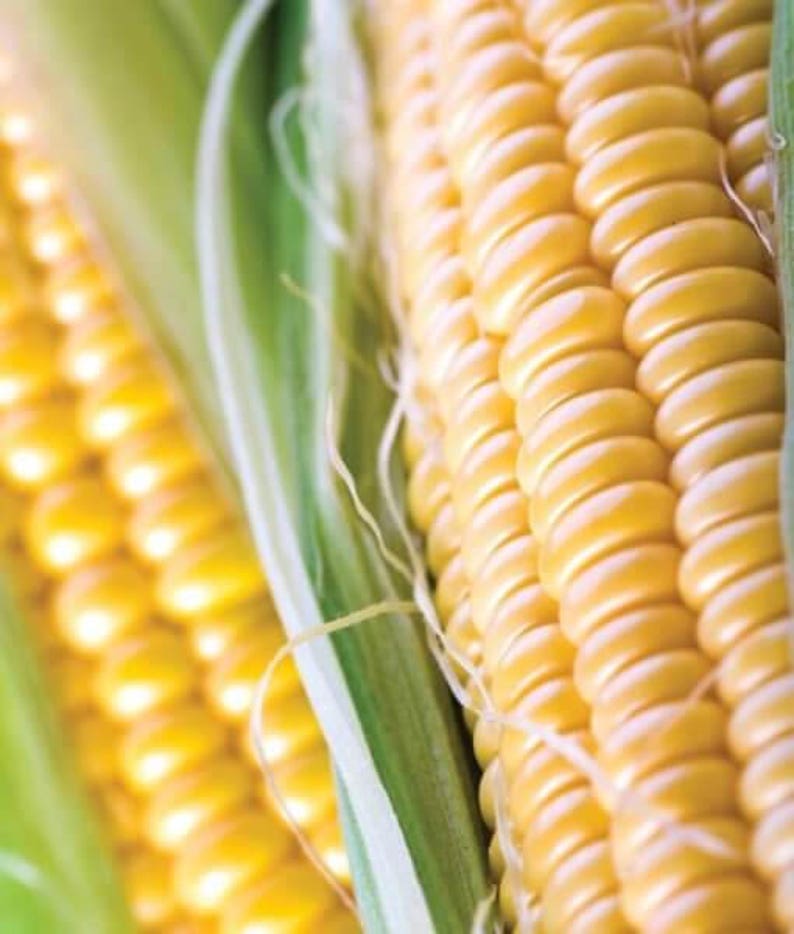 Seed for asian baby corn