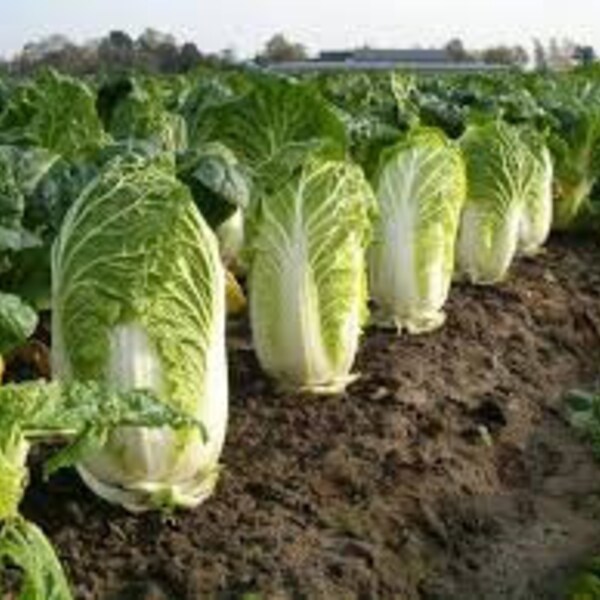 Heirloom Chinese Cabbage Seeds, Michihili Cabbage Seeds, FREE SHIPPING, 100 Seeds, Rabbit Rescue Donation
