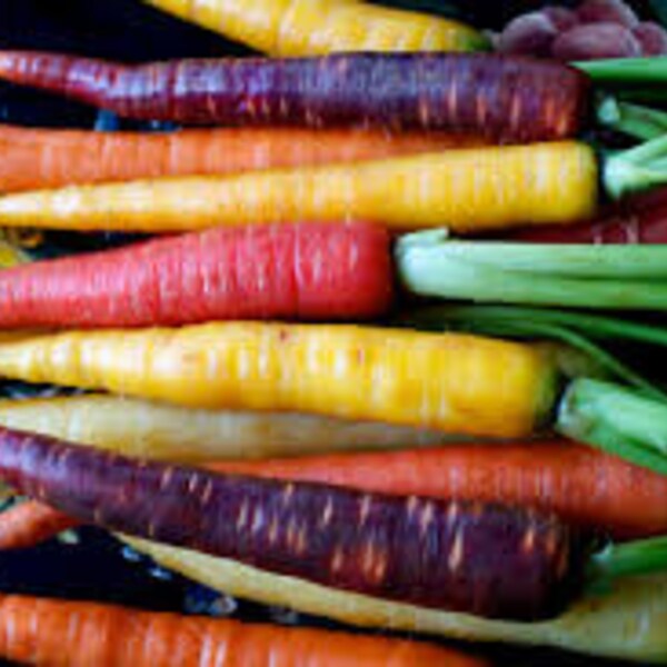Heirloom Carrot Seeds, FREE SHIPPING, Rainbow Carrots, Cosmic Purple, Red Brilliance, Little Finger, or Lunar White