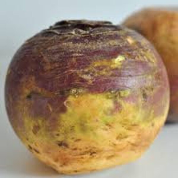 Heirloom Rutabaga Seeds, FREE SHIPPING, American Purple Top Rutabaga Seeds, 300 Seeds, Rabbit Rescue Donation