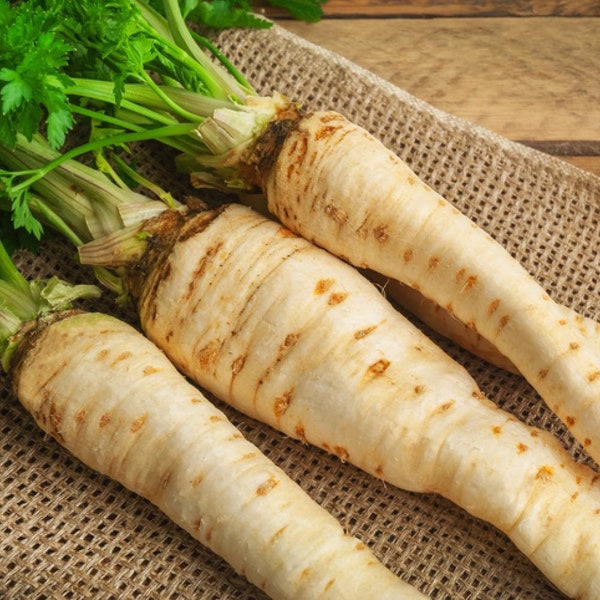 Heirloom Parsnip Seeds, FREE SHIPPING, All American Parsnip Seeds, Rabbit Rescue Donation