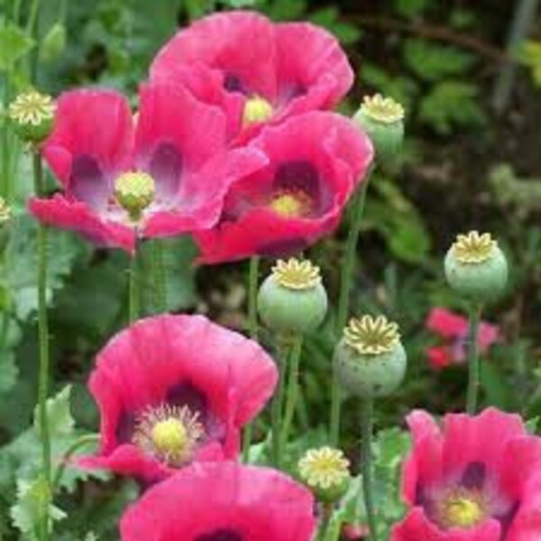 Poppy Seeds, FREE SHIPPING, Pepperbox Poppy Seeds, Rabbit Rescue Donation