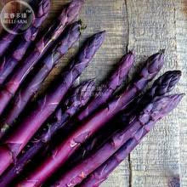 Heirloom Asparagus Seeds, FREE SHIPPING, Purple Sweet, 15 Seeds, Mary Washington Asparagus Seeds, 100 seeds