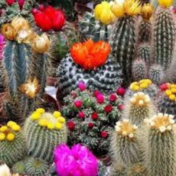 Cactus Seeds, FREE SHIPPING, Mixed Cactus Seed, 20 to 30 seeds, Rabbit Rescue Donation