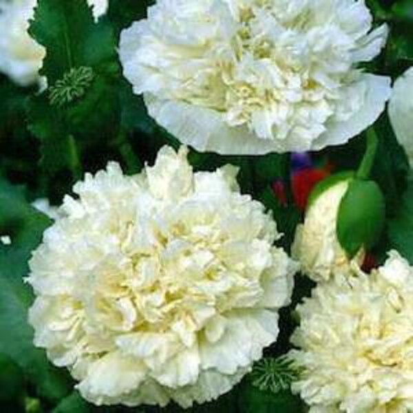 Poppy Seeds, FREE SHIPPING, Double Cream Peony Poppy Seeds, Rabbit Rescue Donation