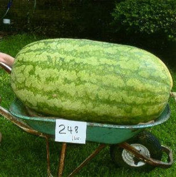 Giant Watermelon Seeds, FREE SHIPPING, Carolina Cross, Florida Giant, or Bl...