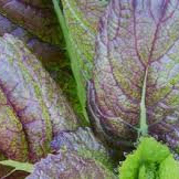 Heirloom Mustard seeds, FREE SHIPPING, Red Giant Mustard Seeds, 300 seeds, Rabbit Rescue Donation