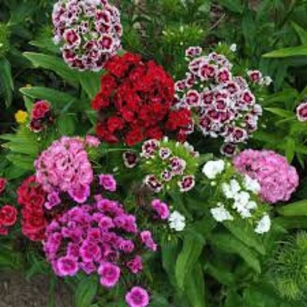 Sweet William Seeds, FREE SHIPPING, Mixed Dianthus Seeds, Rabbit Rescue Donation
