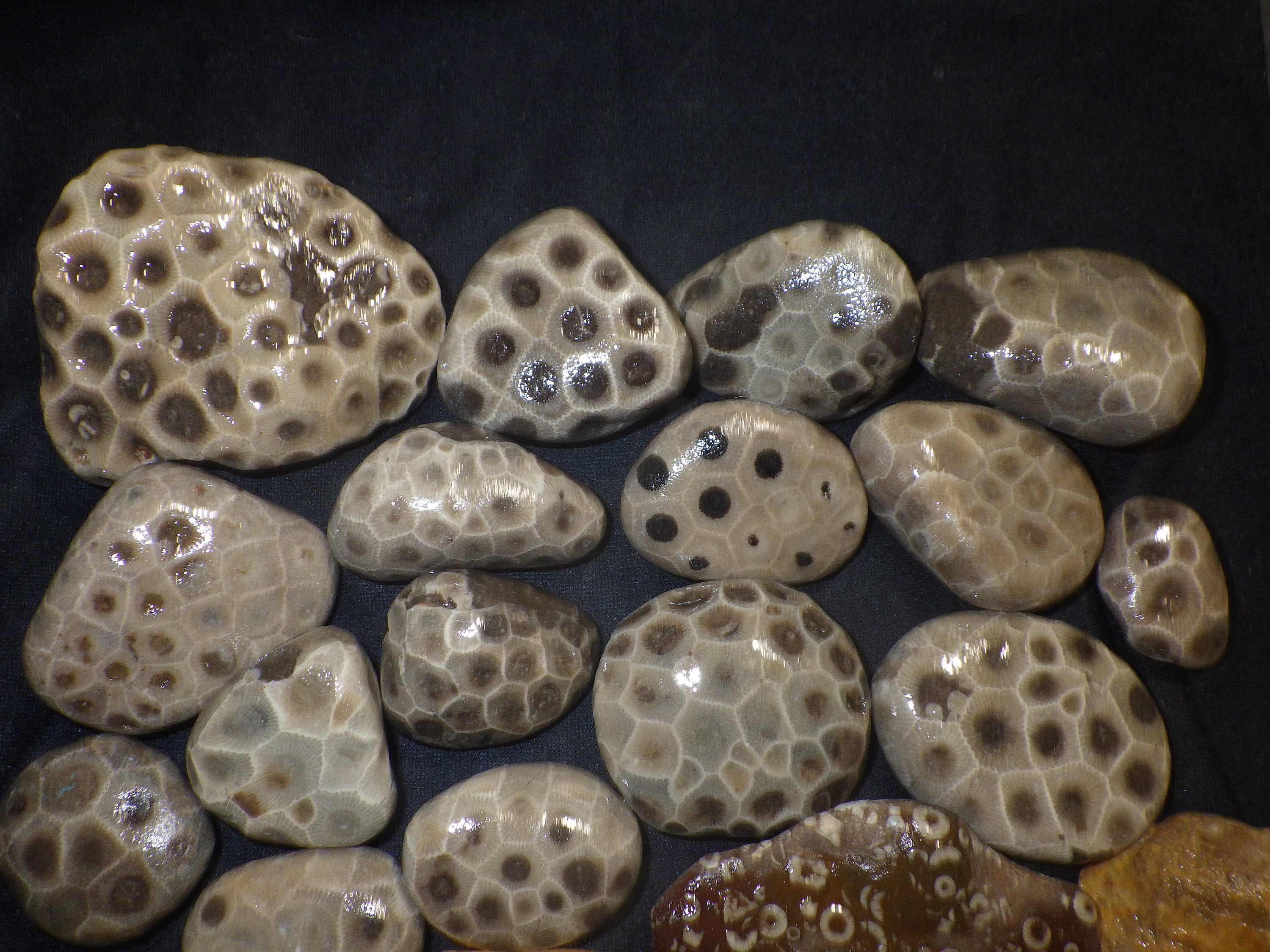 Michigan Fossils Petoskey Stones Organ Pipe Coral Crinoids - Etsy