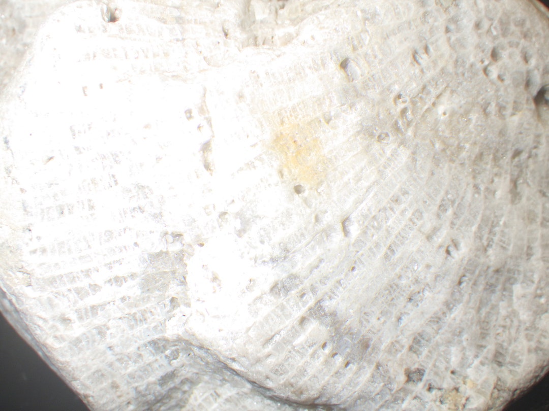 Michigan Fossil Fossil Etsy