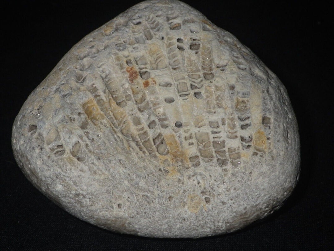 Michigan Fossil Etsy