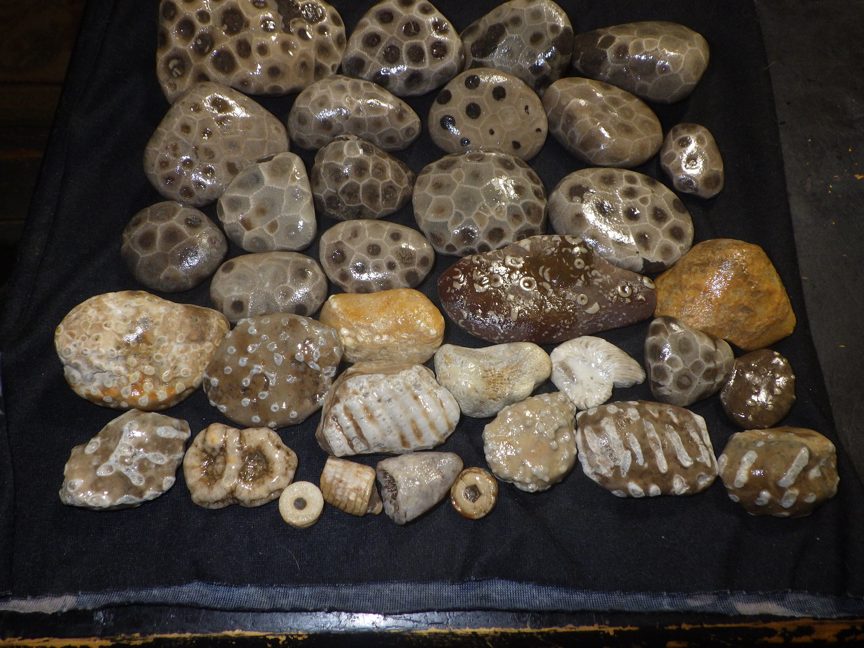 Michigan Fossils Petoskey Stones Organ Pipe Coral Crinoids - Etsy