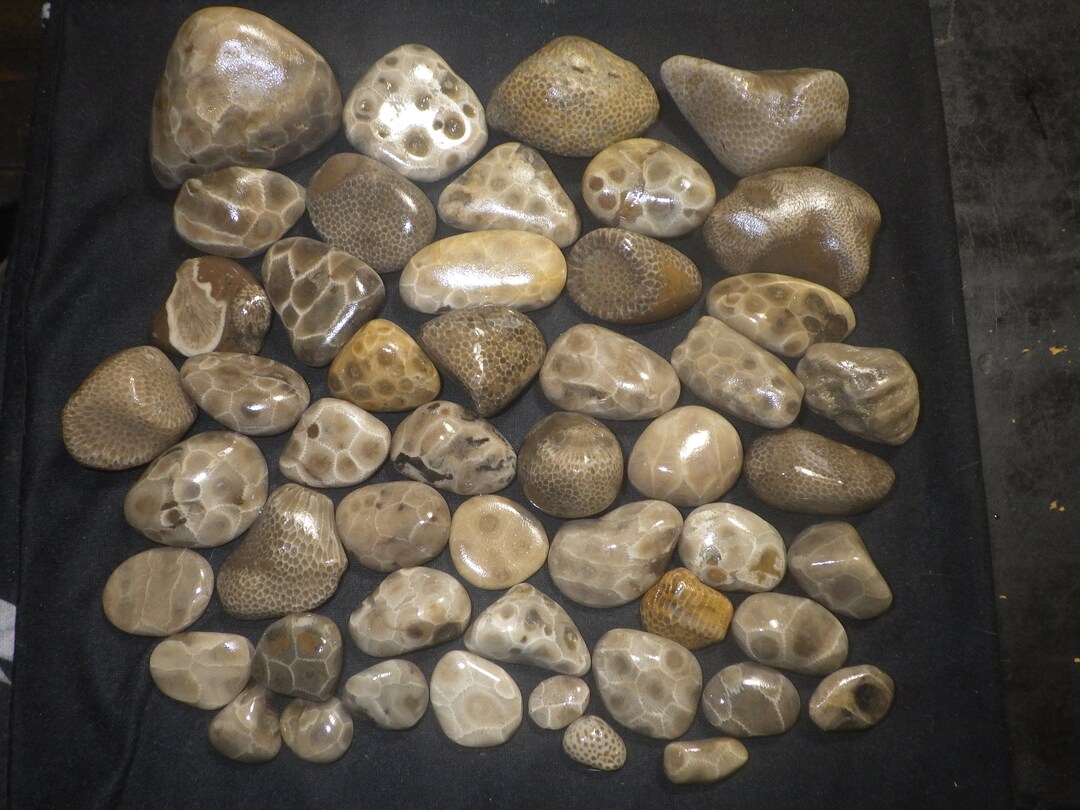 Unpolished Petoskey Stones and Charlevoix Stones Etsy
