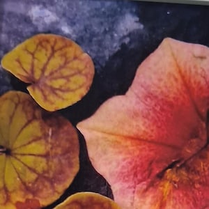 Impressão cianotípica de flores secas – Arte botânica impressa ao sol
