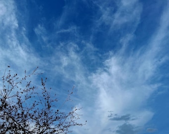 Bare Tree Branches Against Wispy Clouds Sky Print