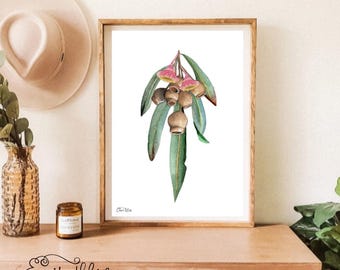 Australian Botanical Art Print Native flowers Gumnut Print Australian flora Art Print Australian Native Flower watercolour gumnut