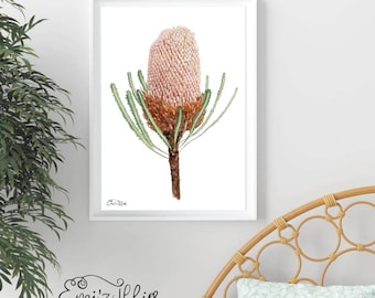 Impresión de arte botánico australiano Flores nativas Impresión de Banksia Flora australiana Impresión de arte Flor nativa australiana Banksia de acuarela
