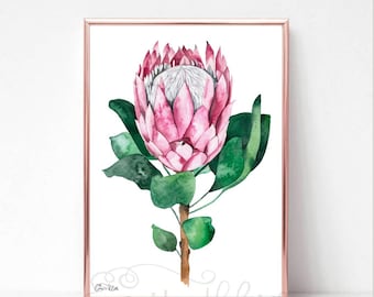 Watercolour Protea, Protea Art Print, Australian Native Painting,  Modern Watercolour Wall Art, Australian Flora, Botanical Print,  Protea