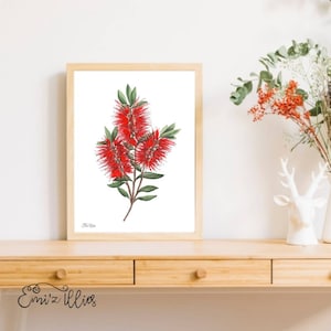 Australischer botanischer Druck, Aquarell Flaschenbürstenblumenkunst