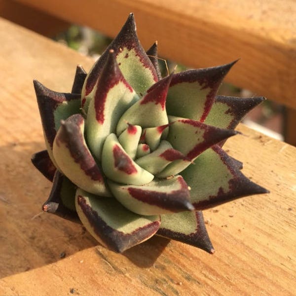 Echeveria agavoides ebbenhout, zeldzaam vetplant, 10 zaden