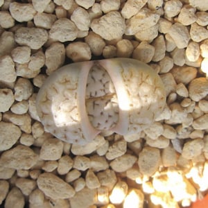 Lithops karasmontana v aiaisensis C224, living stone, 10 seeds [SEEDS ONLY]