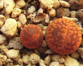 Lithops karasmontana v tischeri, piedra viva, suculenta rara, 10 semillas [SOLO SEMILLAS]