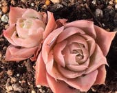 Echeveria simulans, Laguna Sanchez, rare succulent, 10 seeds