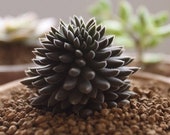 sinocrassula yunnanensis, rare succulent, 10 seeds