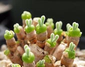 Monilaria moniliforme, Rare succulent, 10 seeds