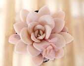Echeveria laui, 10 seeds, rare succulent, pink succulent, succulent