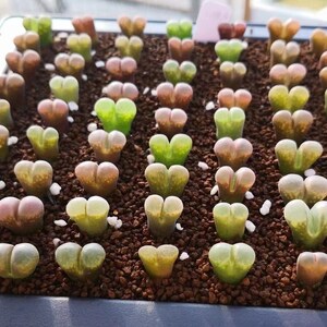 Ophthalmophyllum friedrichiae mix, rare succulent,  20 seeds [SEEDS ONLY]