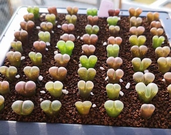 Ophthalmophyllum friedrichiae mix, rare succulent,  20 seeds [SEEDS ONLY]