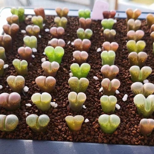 Othalmophyllum friedrichiae mix, seltene Sukkulente, 20 Samen [NUR SAMEN]