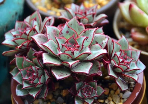 Echeveria Longissima, 10 Seeds, Rare Succulent [SEEDS ONLY] - Etsy