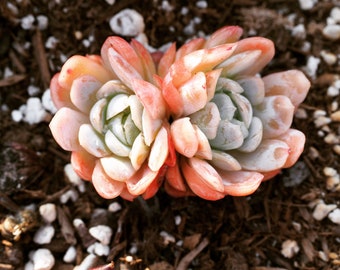 Real plants, Echeveria elegans Ice Raspberry