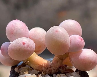 Pachyphytum Oviferum Cheese,  10 seeds