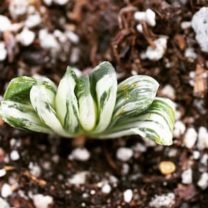 Rare plants, Haworthia truncata variegated