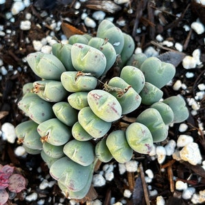 Rare plants, Conophytum Bilobum image 4