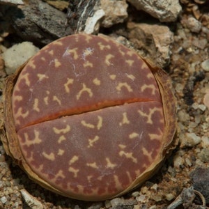 Lithops naureeniae, C304, 10 seeds