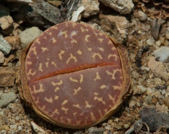 Lithops naureeniae, C304, 10 seeds