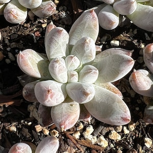 Real plants, Echeveria tolimanensis image 1