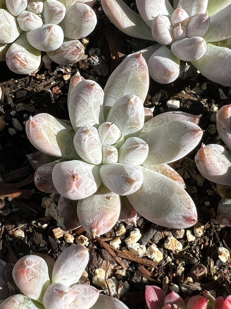 Real plants, Echeveria tolimanensis image 1