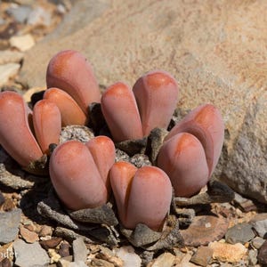 Tanquana Prismatica, rare living stone, 10 seeds [SEEDS ONLY]