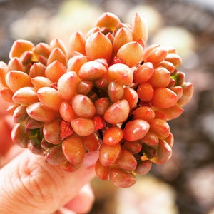 Real plants, Sedeveria Pink Ruby clusters