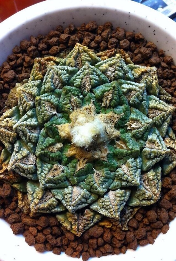 Het formulier automaat wijn Ariocarpus Fissuratus Rare Cactus 5 Seeds - Etsy