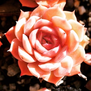 Real plants, Echeveria onslow