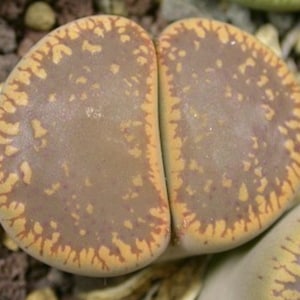 Lithops aucampiae ssp. aucampiae &#39;Storms Snowcap&#39;, 10 seeds