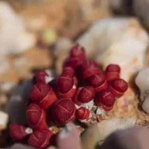 Oophytum nanum, rare succulent, living stone, 10 seeds [SEEDS ONLY]