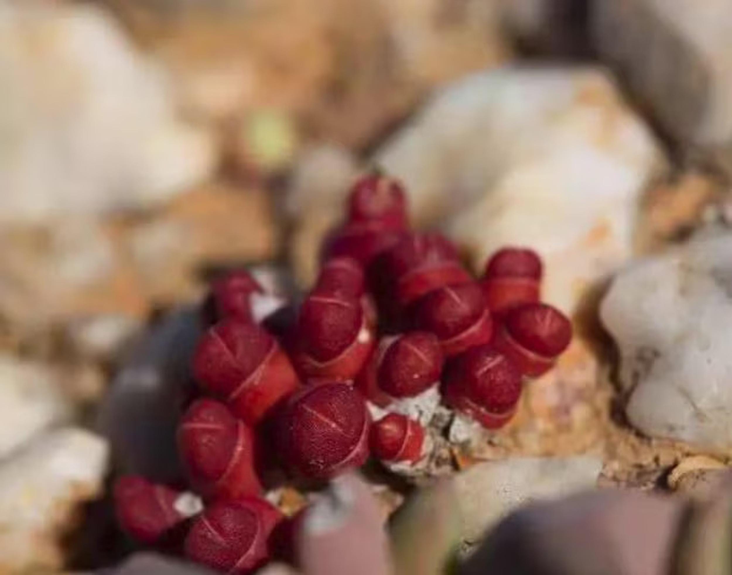 Oophytum nanum, rare succulent, living stone, 10 seeds [SEEDS ONLY]