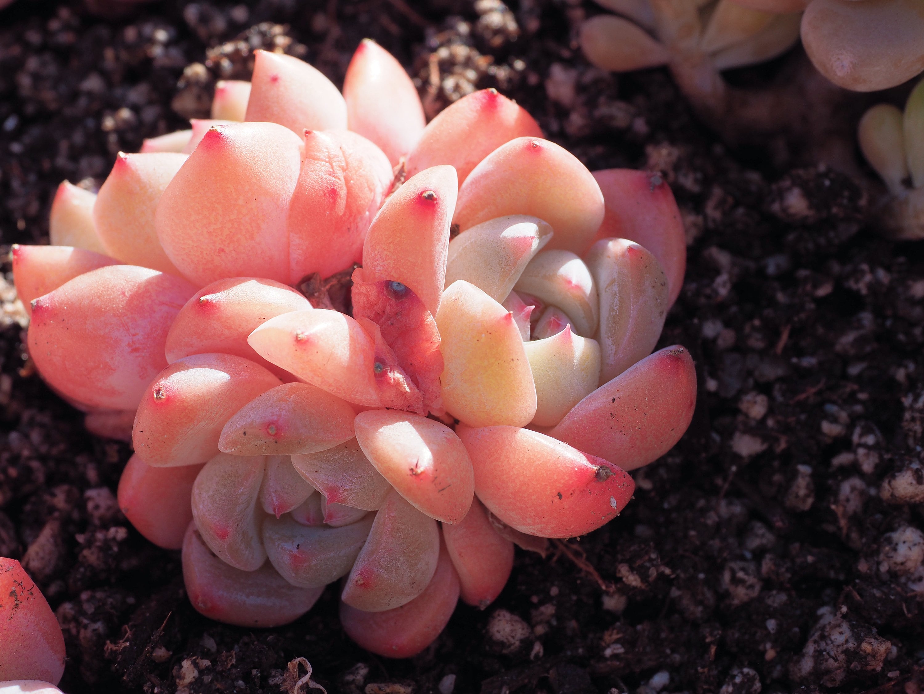 Rare plants, Echeveria Dream Mirage clusters